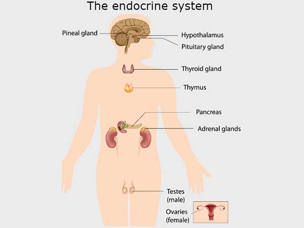 endocrine disorder treatment in Raj Nagar Extension, Ghaziabad